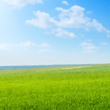 Green Field